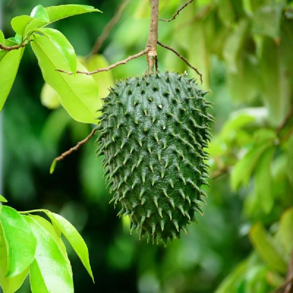 Sour Soup Fruit