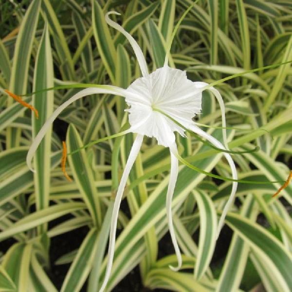 Variegated Spider Lily