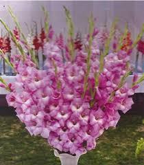 Gladiolus Bulbs (Pink Friendship)