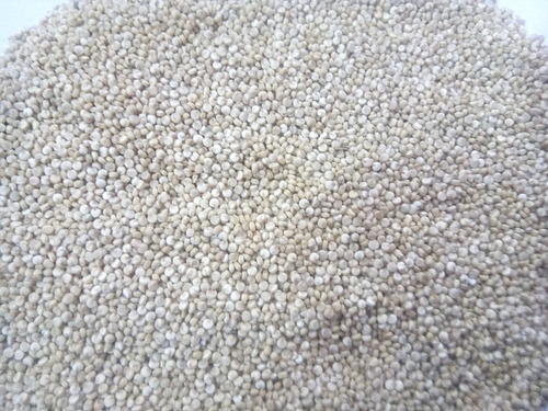 Organic Quinoa Seed