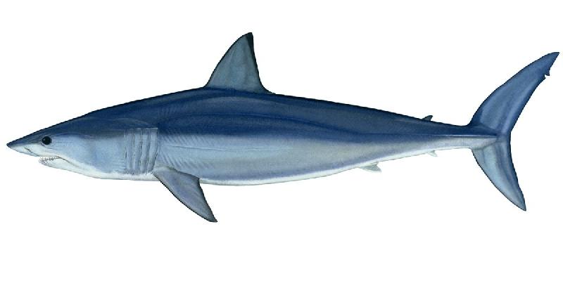 Shark Fish at Rs 100 / Kilogram in Port Blair | Monsoon Fisheries
