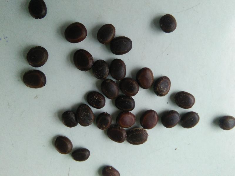 Babool Seeds