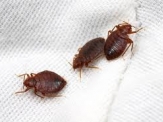 bed bugs management service