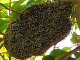 Bee Hive Control