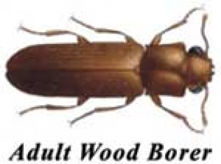 wood borer