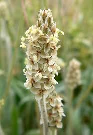 Plantago ovata