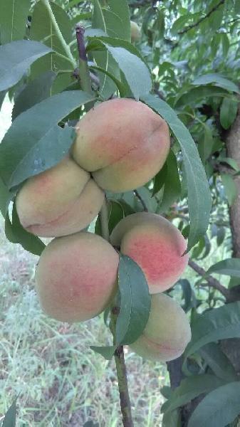 Peach Plant