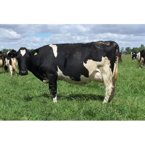 Crossbred Cows