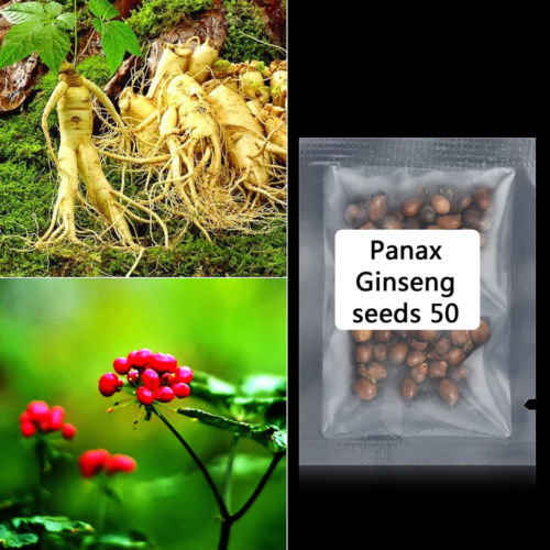 Natural Panax Ginseng Seeds Capsules