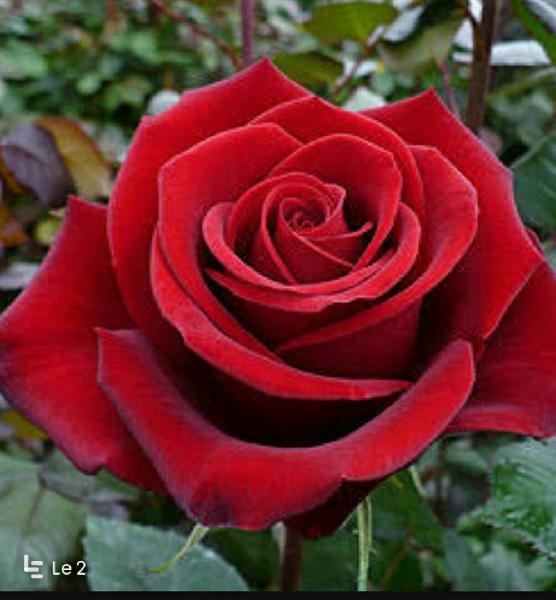 Natural Fresh Red Rose Flower, for Decoration, Occasion : Birthday, Festivals, Party, Wedding