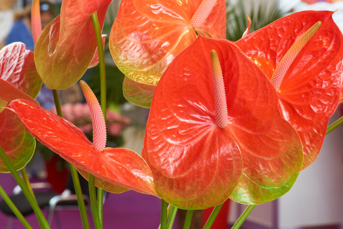 Anthurium Flower, for Gifting, Style : Fresh
