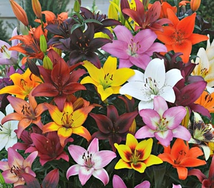 Asiatic Lilium Flower, Features : Fresh, Attractive, Affordable price