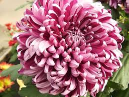 Fresh Chrysanthemum Flowers