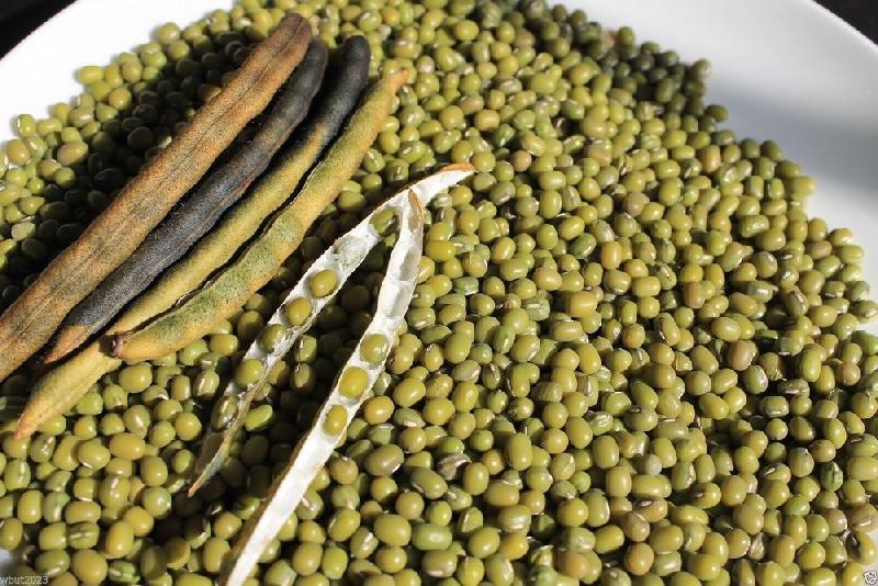 Common Green Mung Bean, Style : Dried/Fresh
