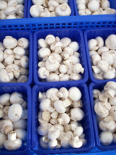 Fresh And White Frozen Mushroom