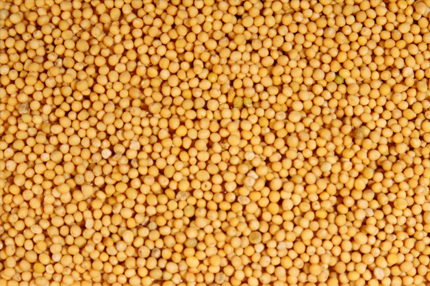 Yellow mustard seeds