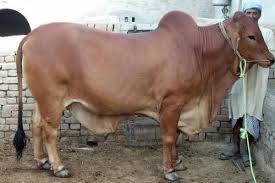 Live Haryana Bull