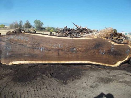 Highly Figured Walnut Slabs