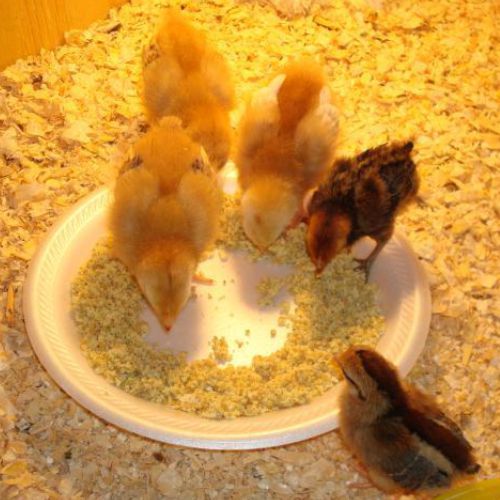 Poultry Meal