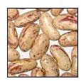 Kidney Beans Chitra