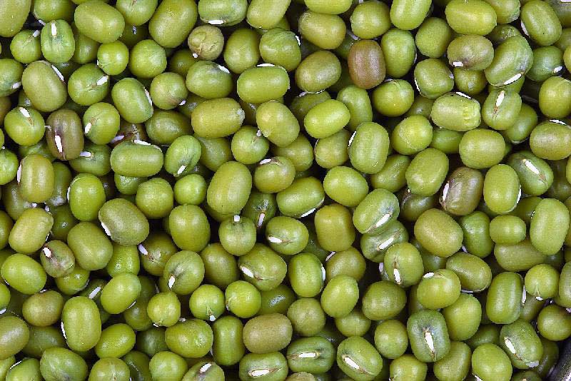 Organic Green Moong Beans, Shelf Life : 18months