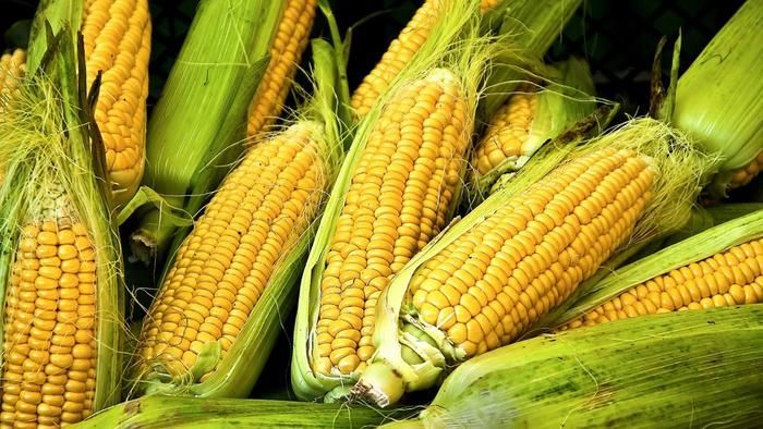 yellow corn