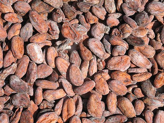Dried Cocoa Beans