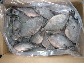 Frozen Tilapia Whole