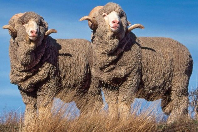 Live Merino Sheep