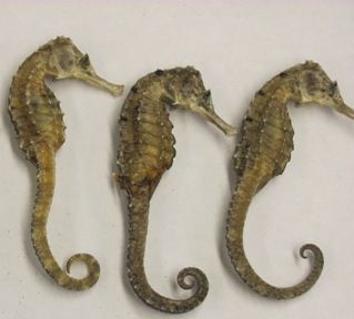 Sea Horse Dried