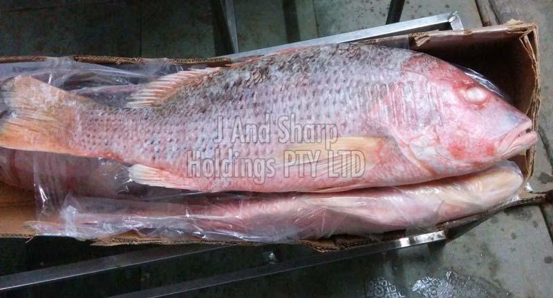 frozen-red-snapper-buy-red-snapper-fish-for-best-price-at-usd-1000