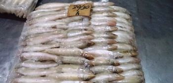 Whole Round Frozen Silver Sillago