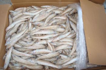 Whole Round Frozen Silver Sillago (Lady Fish)