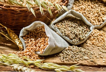 Organic Wheat Seeds, for Beverage, Flour, Style : Dried