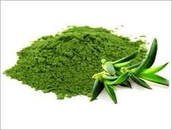 Aloe Vera Extract