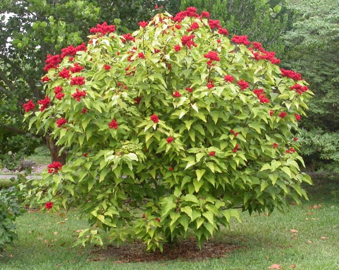 Bixa Orellana Plant