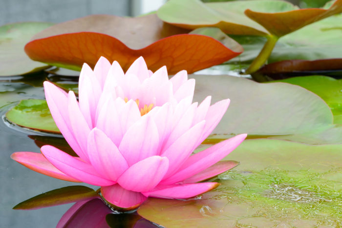Dry Lotus petals, Color : pink