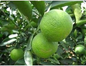 Organic Sweet Lemon Plants (Mausambi)