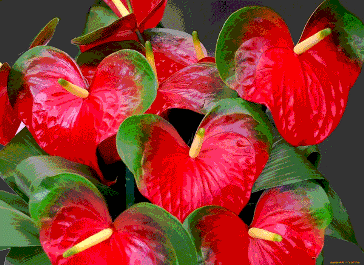 Anthurium Flowers