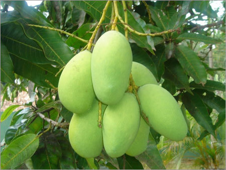 Fresh Green Mango