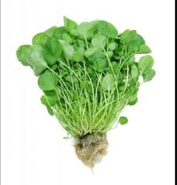 Fresh Watercress At Best Price In Krishnagiri Tamil Nadu From Vinayak Trading Company Id 3159273