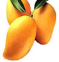 Mango, Packaging Type : BOX PACKING