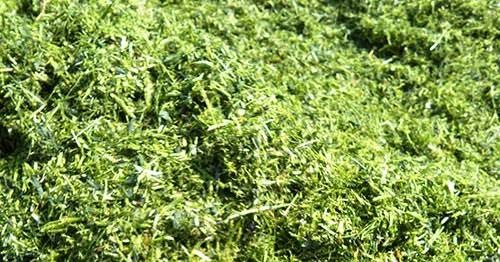 Green Alfalfa