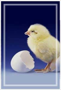 Poultry, for Animal Feeding, Packaging Type : Jute Bags, Plastic Bags