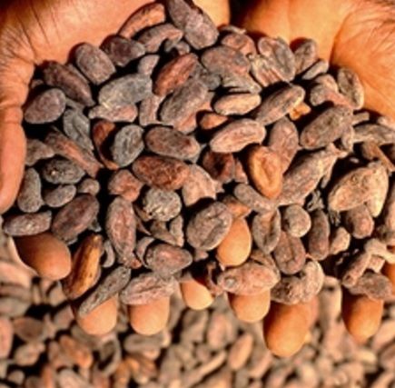 Dry Cocoa Beans