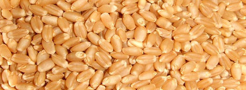 Wheat Seeds