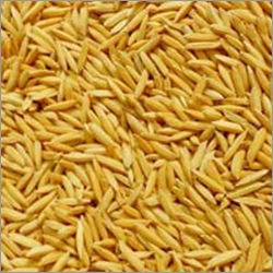 Basmati Paddy Seeds