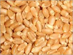 Certified Wheat Seeds
