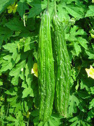 SUMMER LONG BITTER GOURD SEEDS