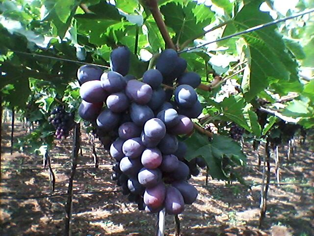 fresh black grapes